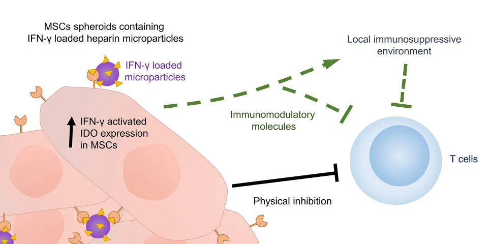 Illustration for blog on new research data using mesenchymal stem cells