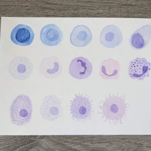 watercolour illustration of immune cells