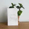 Laying Cat painting with plant on desk