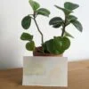 dreamy clouds #8 painting with plant on desk