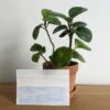 Ocean #1 painting with plant on desk