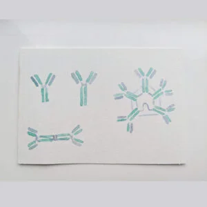 Antibodies painting